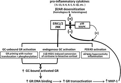 Homeostatic glucocorticoid signaling in airway smooth muscle: A roadmap to asthma pathogenesis